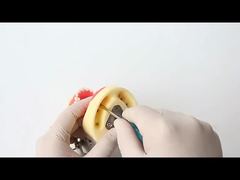 Modelo de dientes para estudio dental, escuela de odontología, 28 piezas de dientes con tornillo, modelo de mandíbula para restauración dental, para ti