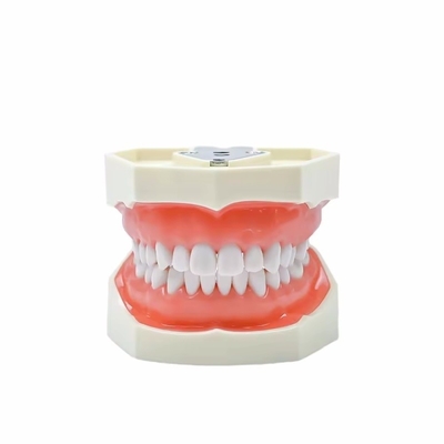 Estudio dental Modelo de dientes Escuela dental 28pcs Dientes con tornillo Restauración dental Modelo de mandíbula