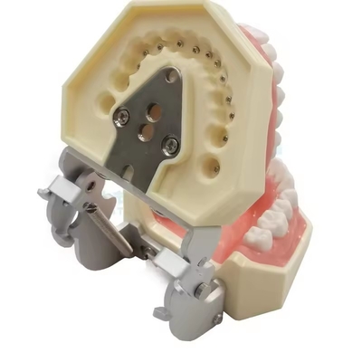 Estudio dental Modelo de dientes Escuela dental 28pcs Dientes con tornillo Restauración dental Modelo de mandíbula