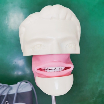 Facultad de odontología Cabeza fantasma para estudiantes de odontología Modelo de estudio Unidad de cabeza fantasma dental