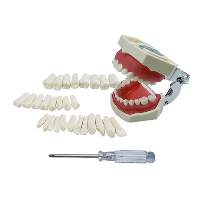 Dientes de entrenamiento para estudiantes dentales Dientes de entrenamiento para estudiantes dentales 28pcs/32pcs Dientes permanentes de resina