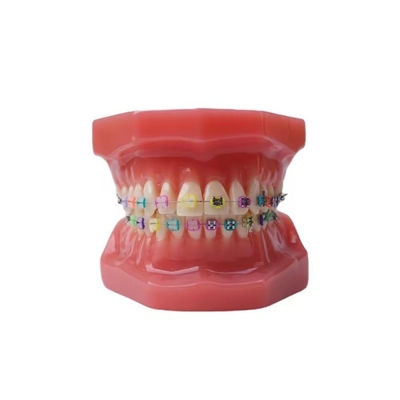 11 Modelos de dientes de adultos para la formación de los estudiantes de la práctica dental Modelo ortodóntico estándar