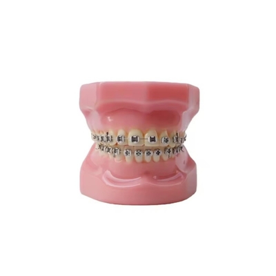 Dental Tipedont Dentes modelo para la preparación del estudiante dental Ortodoncia práctica modelo