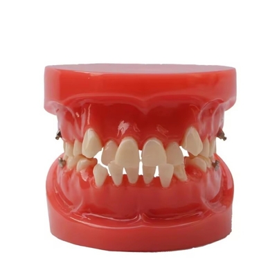 Formación Uso de los dientes dentales Modelo de enseñanza Funcional Modelo de ortodoncia dental sin soporte