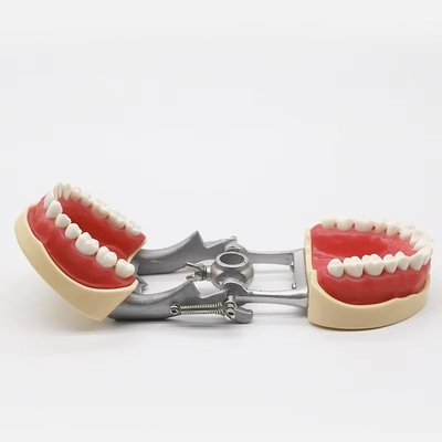 Modelo estándar de la práctica dental de los estudiantes de resina acrílica Dental tipodoncia con articulador DP