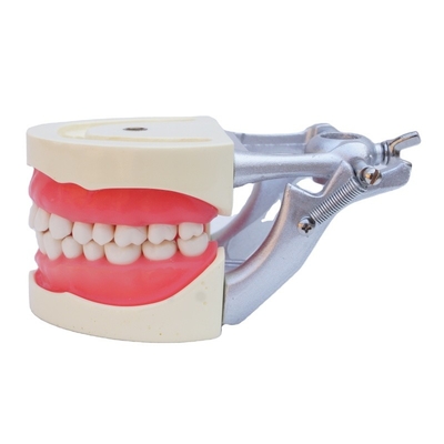 Modelo estándar de la práctica dental de los estudiantes de resina acrílica Dental tipodoncia con articulador DP