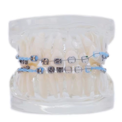 Modelo de dientes humanos multicolores para estudio Dental Ortodoncia Modelo de dientes con soporte