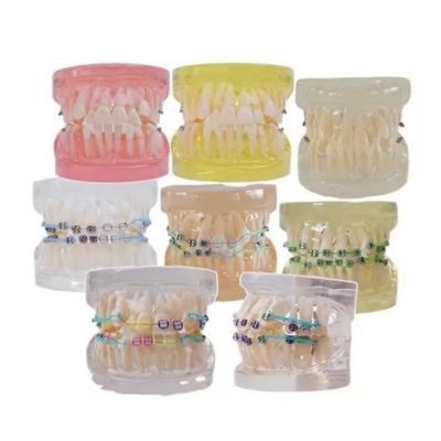Modelo de dientes humanos multicolores para estudio Dental Ortodoncia Modelo de dientes con soporte