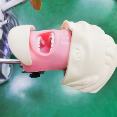 Estudiantes profesionales de odontología Modelo de capacitación de simulador Ciencias médicas Modelo de cabeza fantasma dental