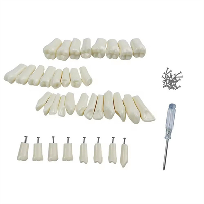 32pcs / Set Dental Typodont Remplazo de dientes Dental Estudiante Práctica Herramientas Dureza Dientes de resina