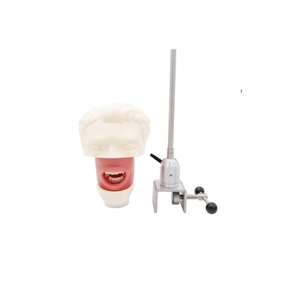 Enseñanza dental Sistema de simulador dental modelo de la cabeza fantasma para la formación del nuevo implante dental cabeza simulador