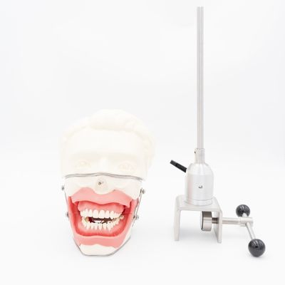 Modelo de extracción de anestesia dental Modelo de entrenamiento de inyección de anestesia para la escuela dental Sistema simulador de anestesia oral