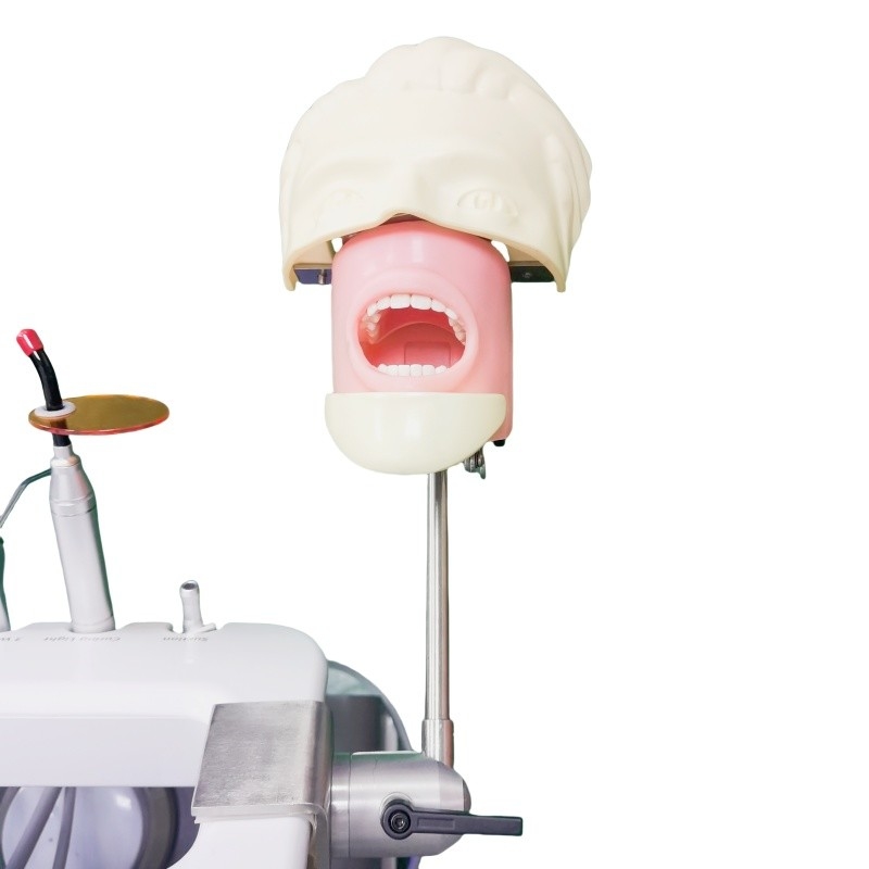 Facultad de odontología Cabeza fantasma para estudiantes de odontología Modelo de estudio Unidad de cabeza fantasma dental