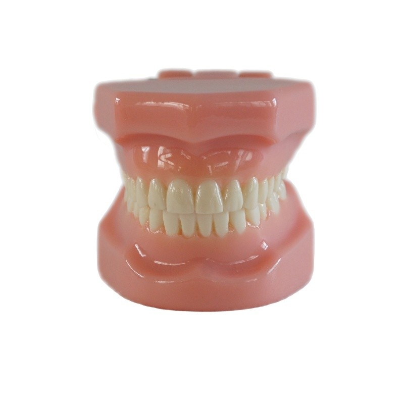 Dental Tipedont Dentes modelo para la preparación del estudiante dental Ortodoncia práctica modelo