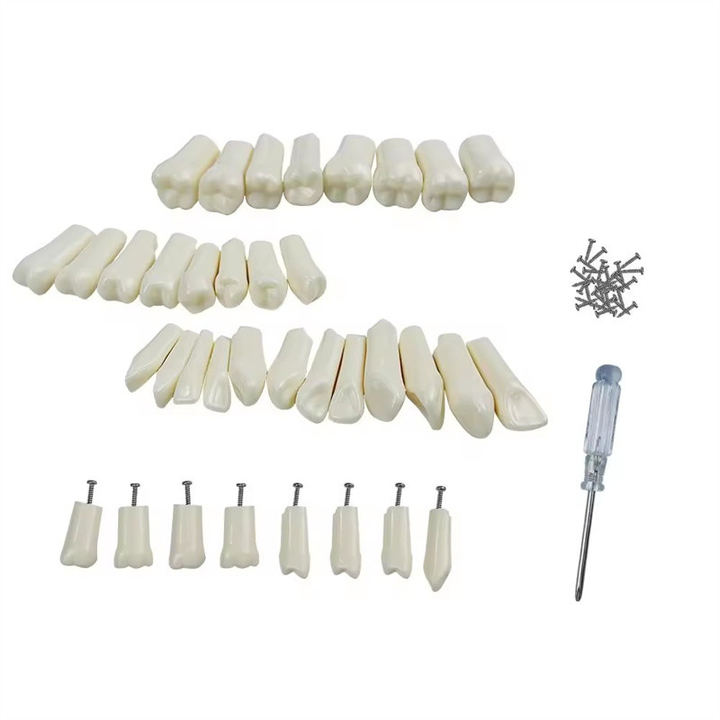 32pcs / Set Dental Typodont Remplazo de dientes Dental Estudiante Práctica Herramientas Dureza Dientes de resina