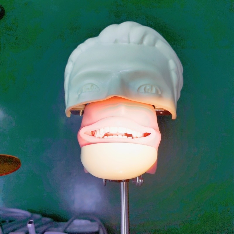 Formación Dental Simulación de la Cabeza del Tranvía Montado de la Cabeza Dental Fantasma con el modelo de dientes para la educación y la práctica