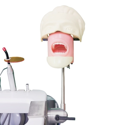 Facultad de odontología Cabeza fantasma para estudiantes de odontología Modelo de estudio Unidad de cabeza fantasma dental