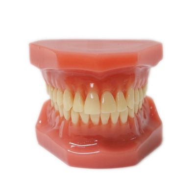 11 Modelos de dientes de adultos para la formación de los estudiantes de la práctica dental Modelo ortodóntico estándar
