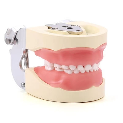 Un buen precio. Desmontable 24pcs Niños Dentes Dental Modelo de Resina Hecho Entrenamiento Niños Dentes Modelo de práctica en línea