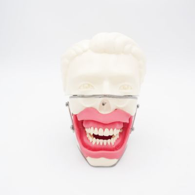 Un buen precio. Modelo de entrenamiento de anestesia oral con simulación realista de encías y mandíbula para la práctica de inyecciones. Modelo de anestesia de conducción dental en línea